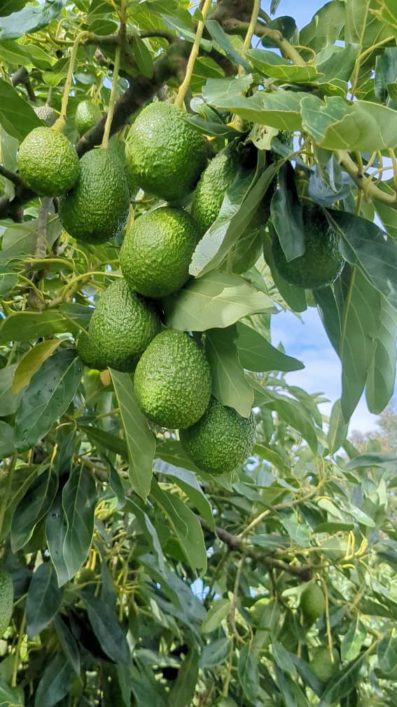 Avocado tree growing in a productive orchard